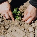 eco-friendly-garden-2