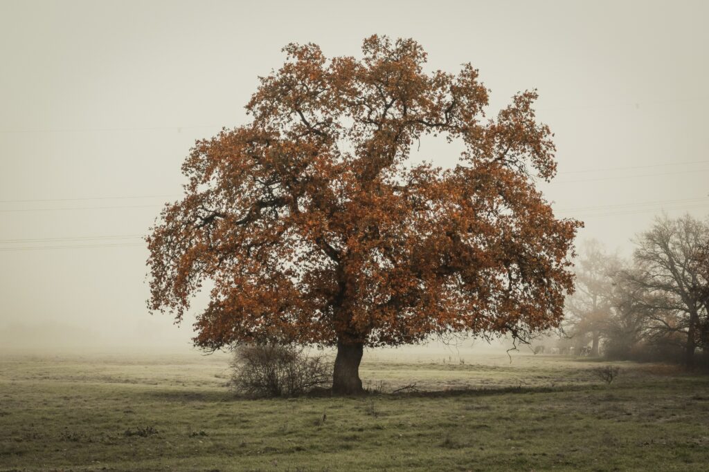 oak-tree