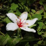 tung-blossom-4180021_1920