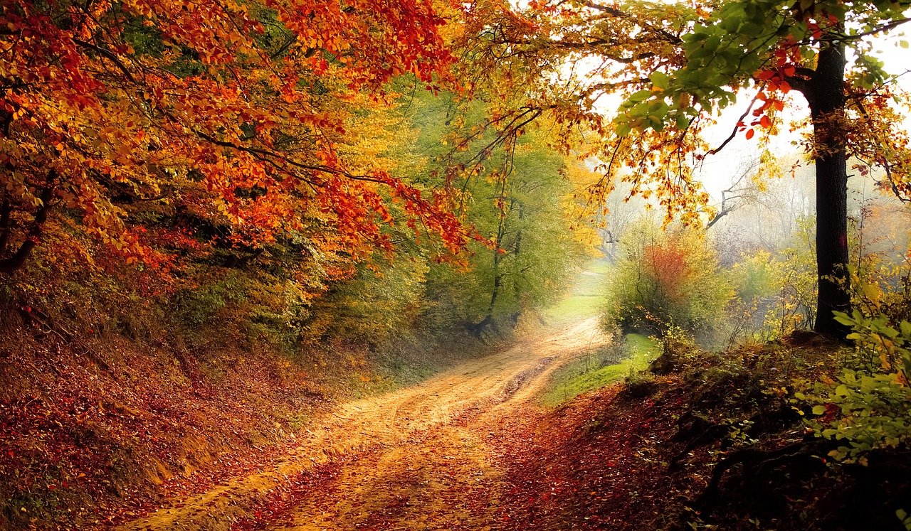 autumn-forest