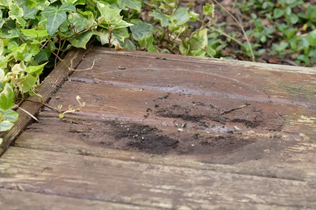 Revealing decking condition where plant pots have stood