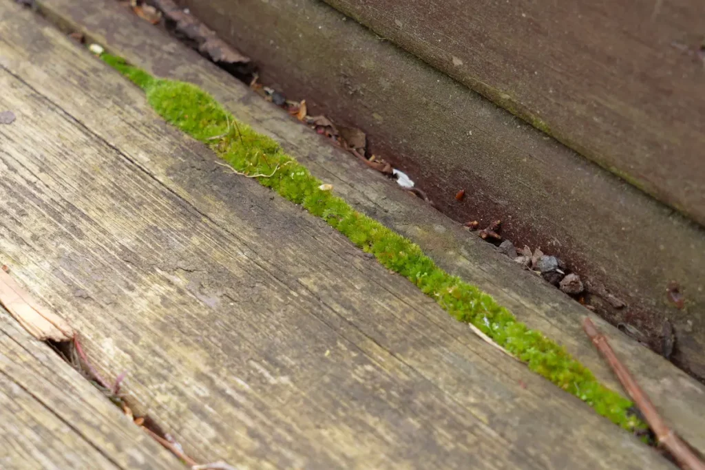 Moss and dirt trapped between old decking boards